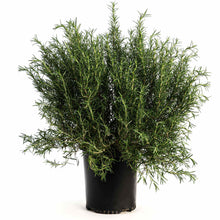 Tuscan Blue Rosemary
