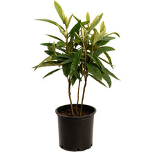 Japanese Loquat