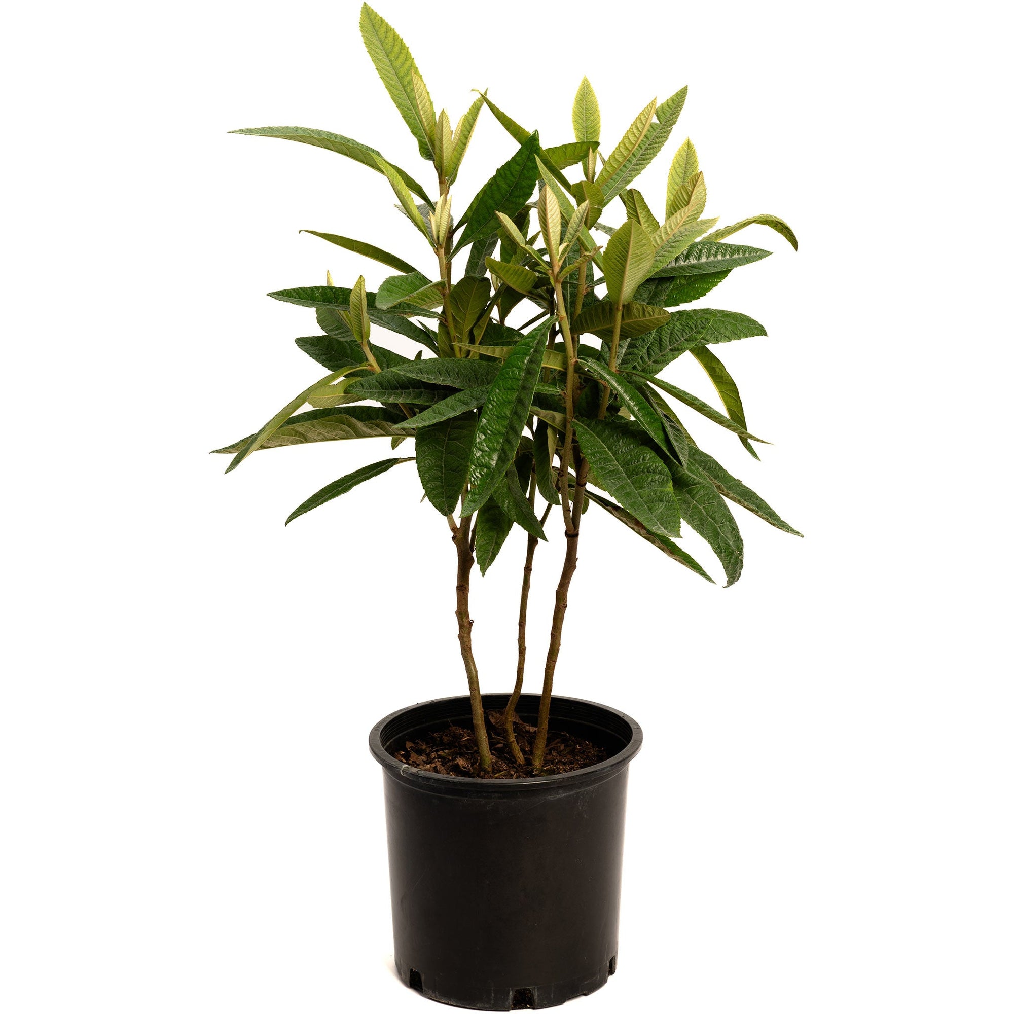 Japanese Loquat