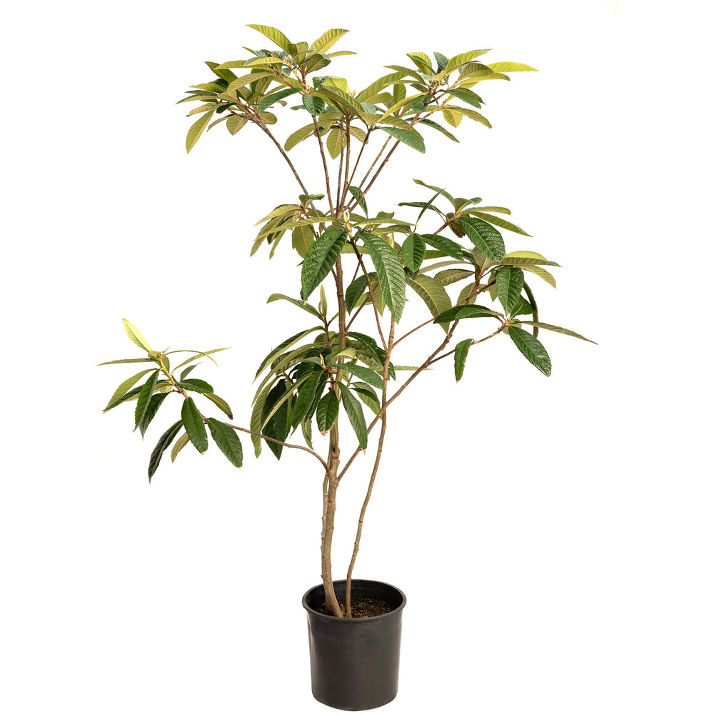 Japanese Loquat