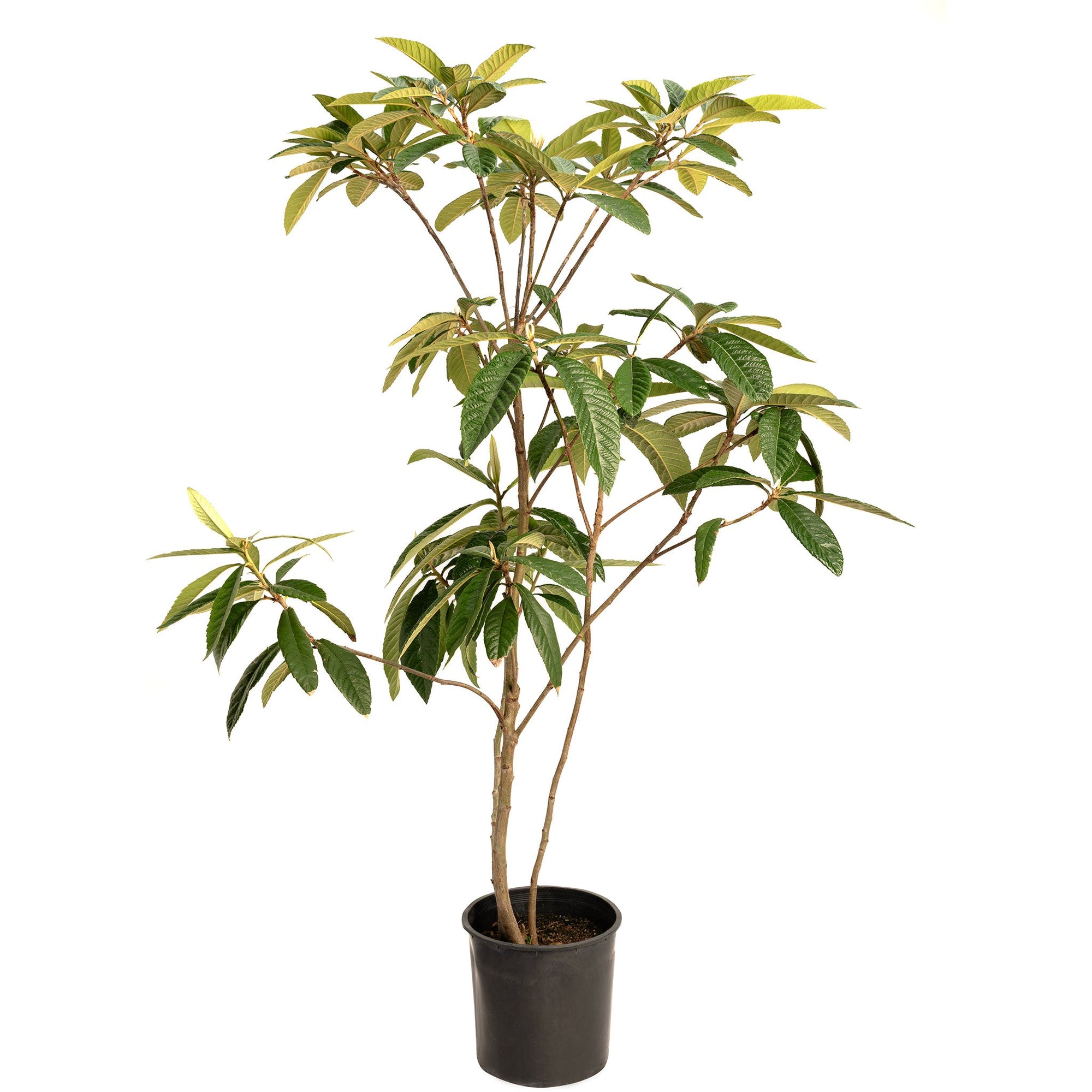 Japanese Loquat