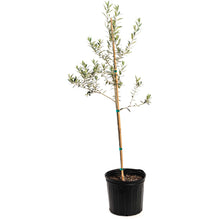 Olive Tree (TS)
