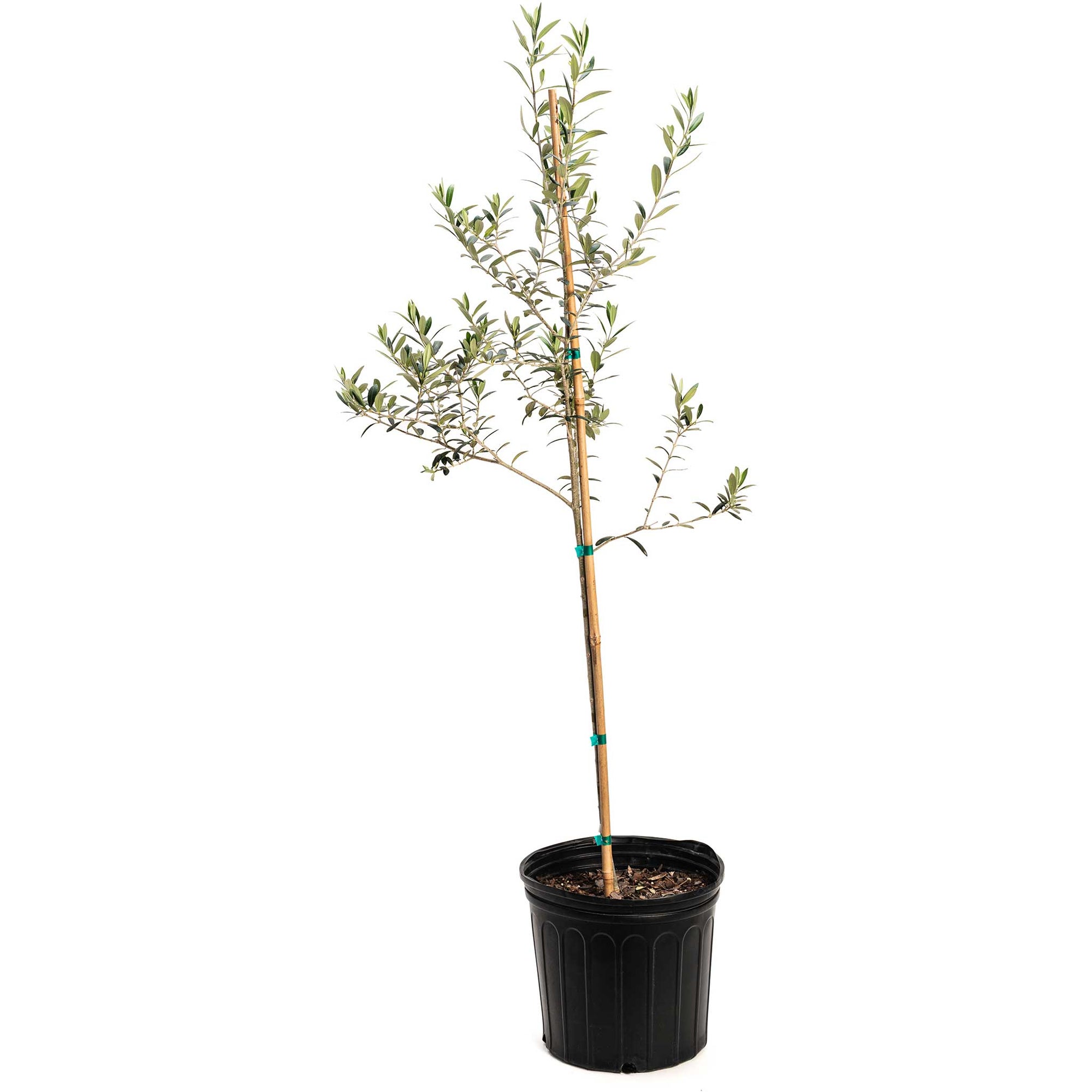 Olive Tree (TS)