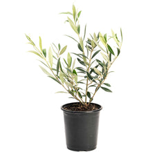 Olive Tree (TS)