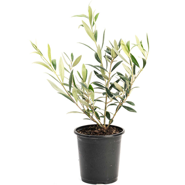 Olive Tree (TS)