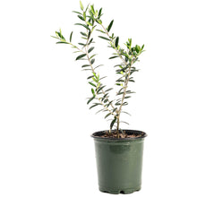 Olive Tree (TS)