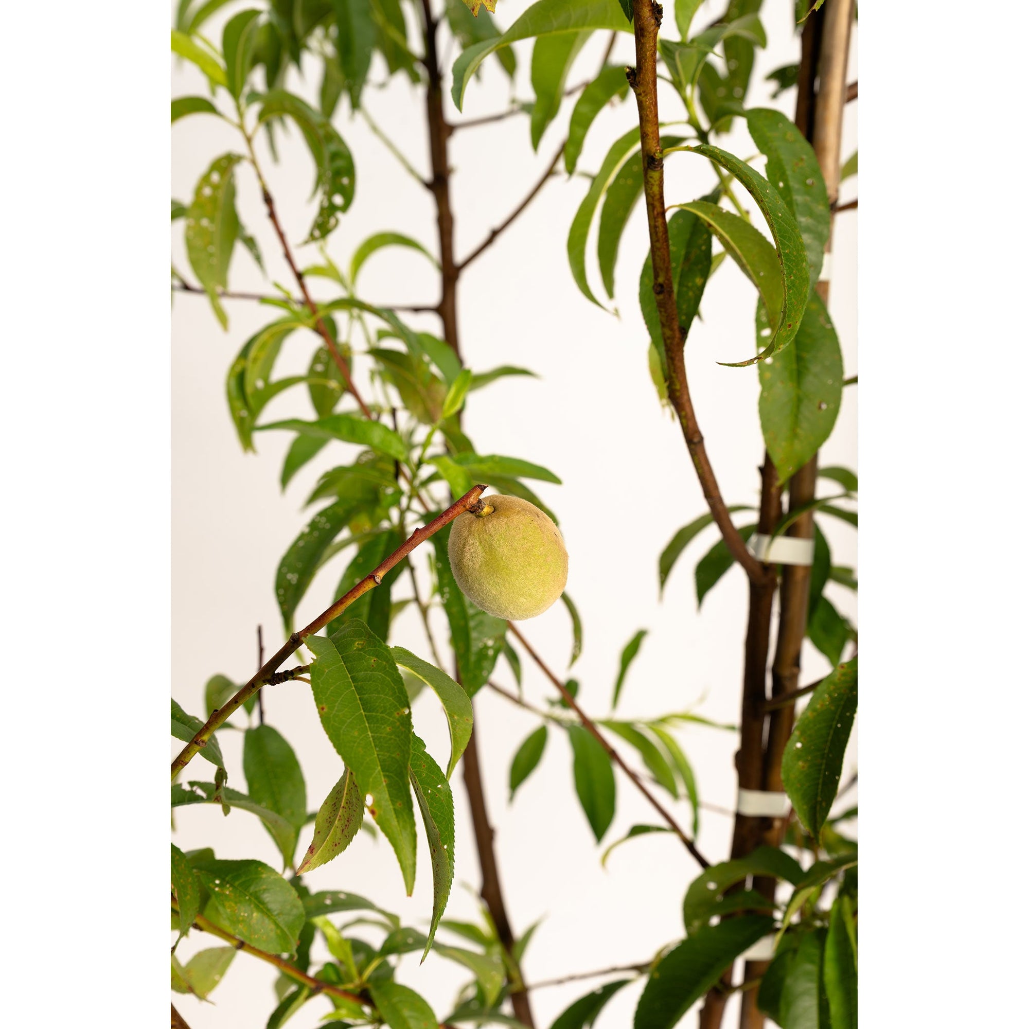 Multi-Fruit Peach Tree