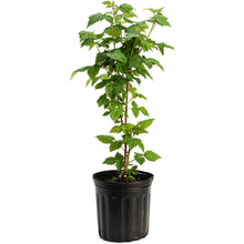 Nova Red Raspberry Plant