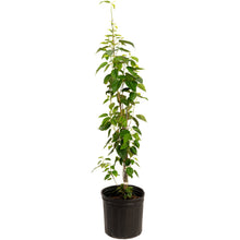 Everbearing Mulberry Tree
