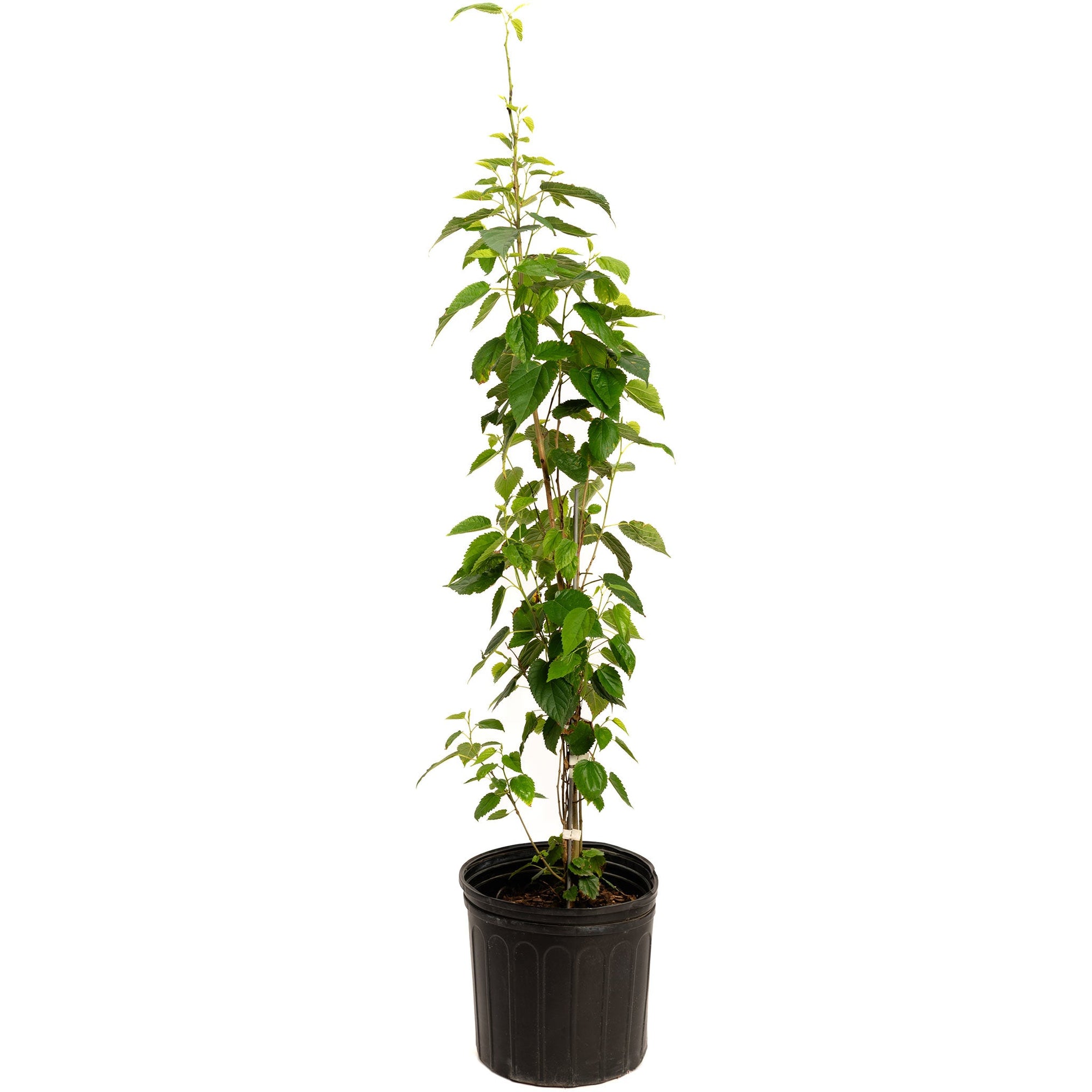 Everbearing Mulberry Tree