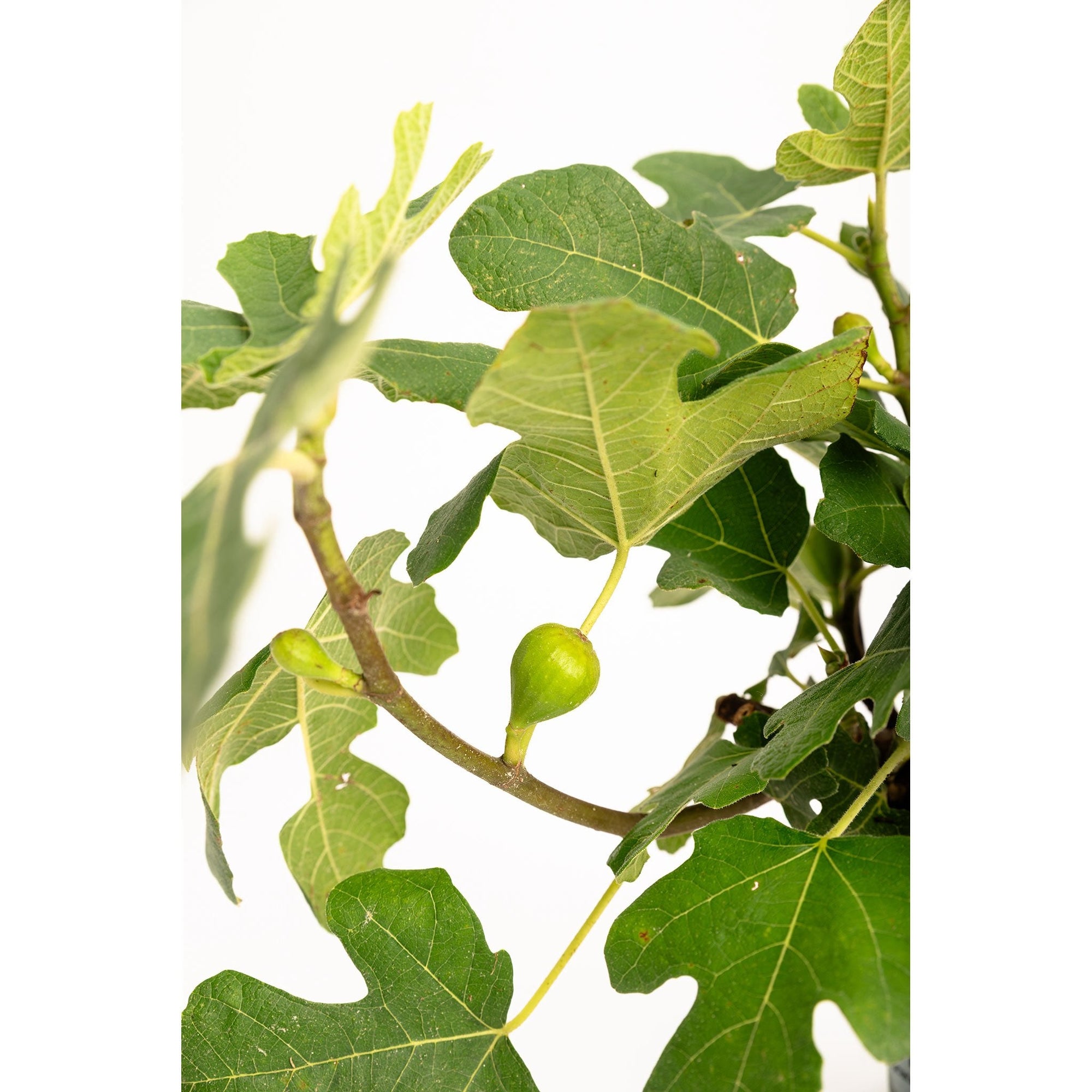 Fignominal Fig