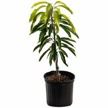 Glenn Mango Tree