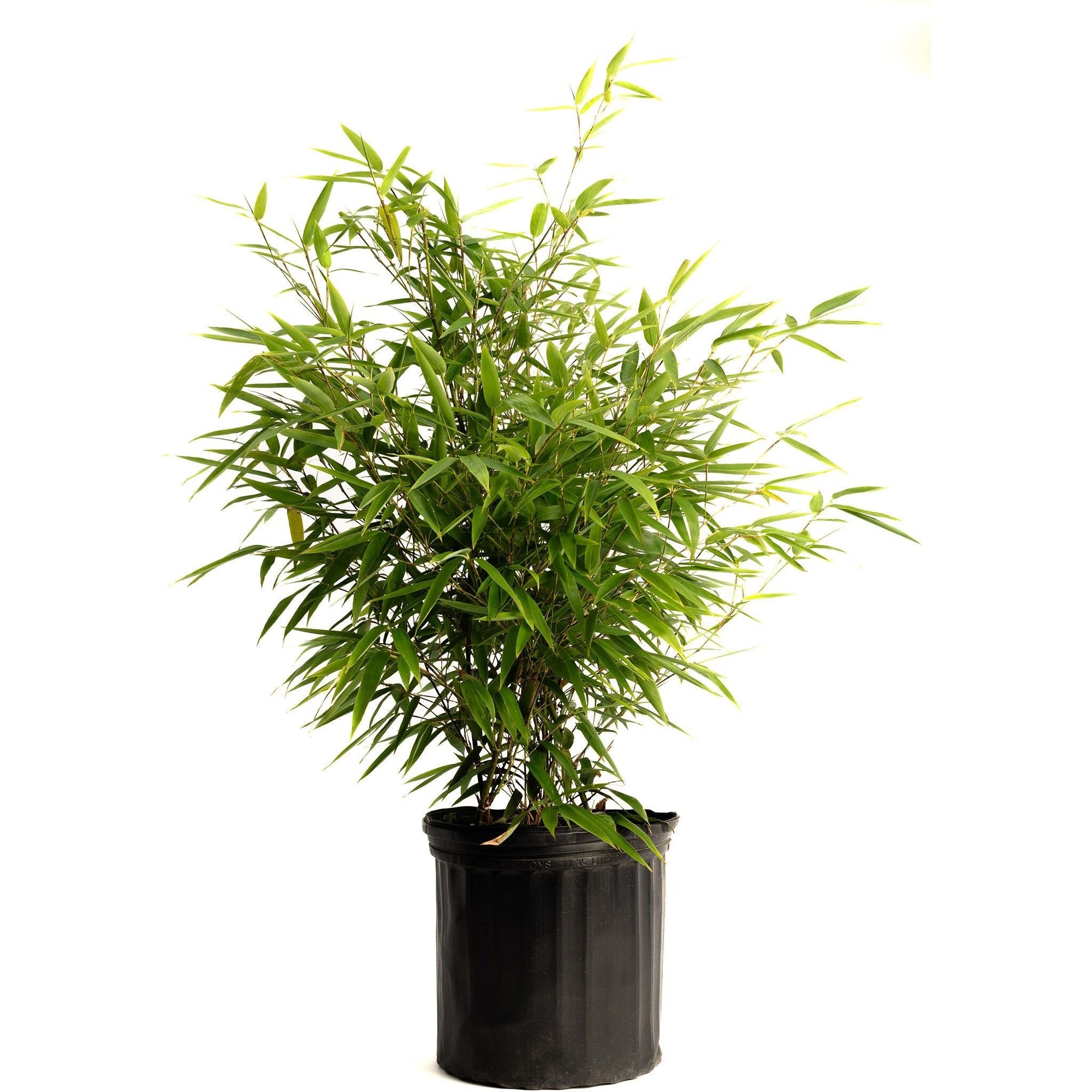 Black Bamboo