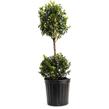 Green Mountain Topiary Boxwood (Ball)