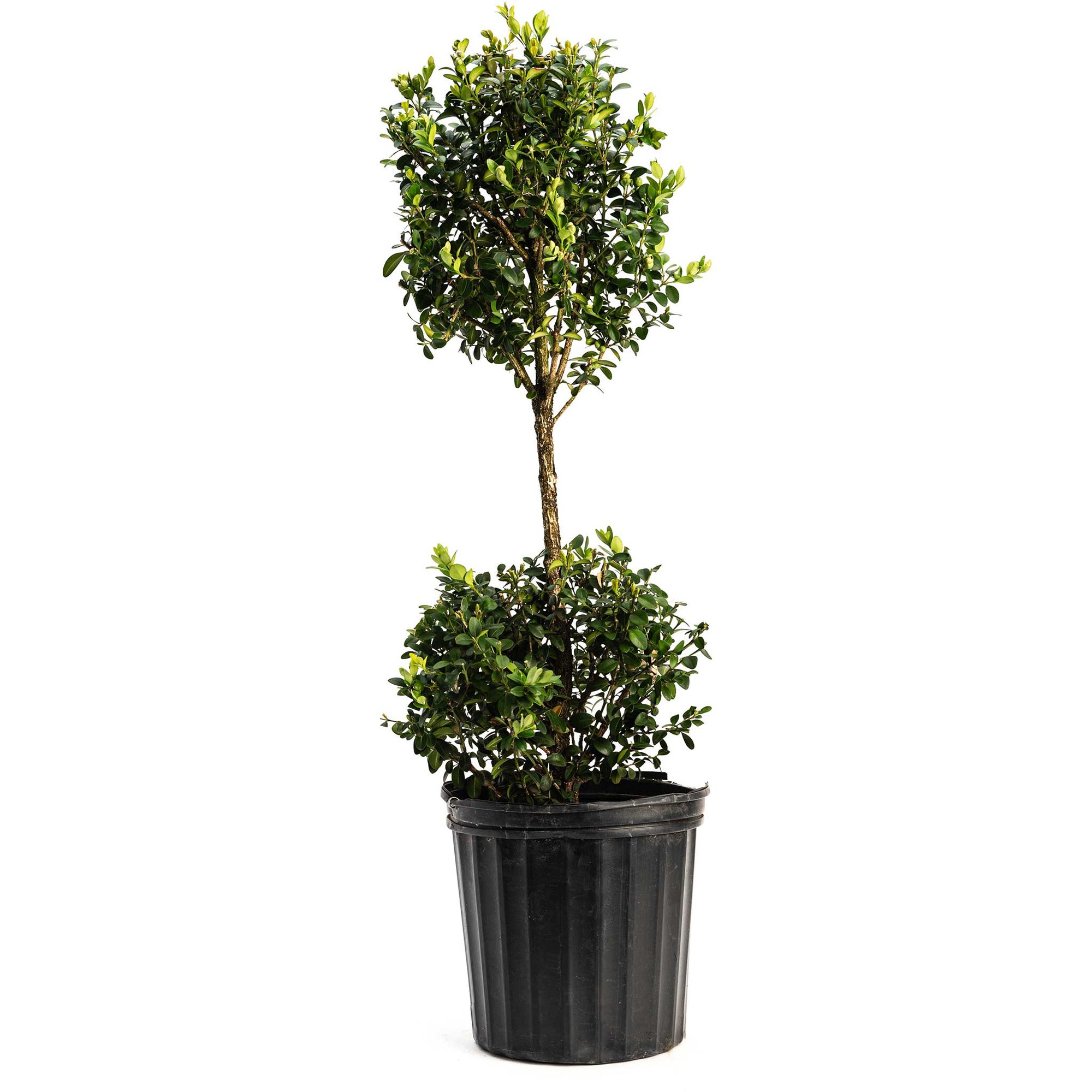 Green Mountain Topiary Boxwood (Ball)