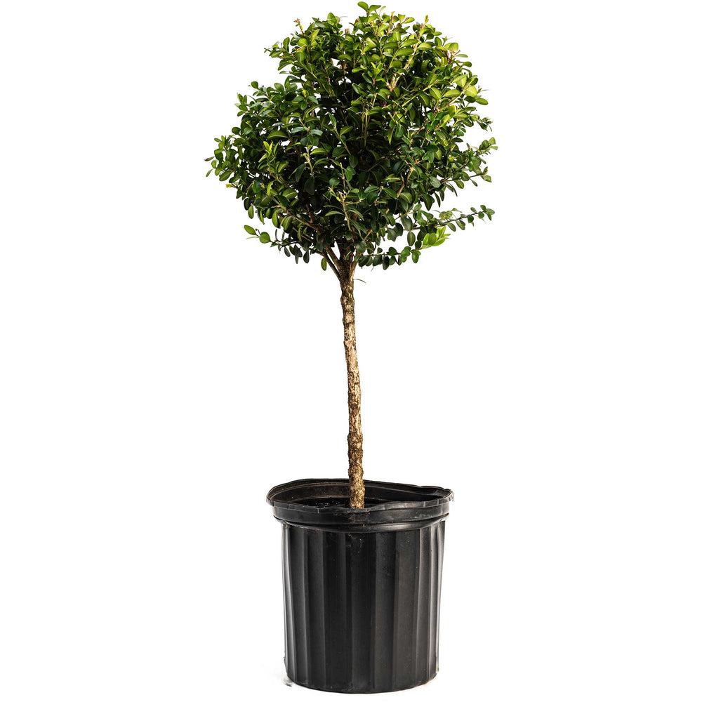 Green Mountain Topiary Boxwood (Ball)