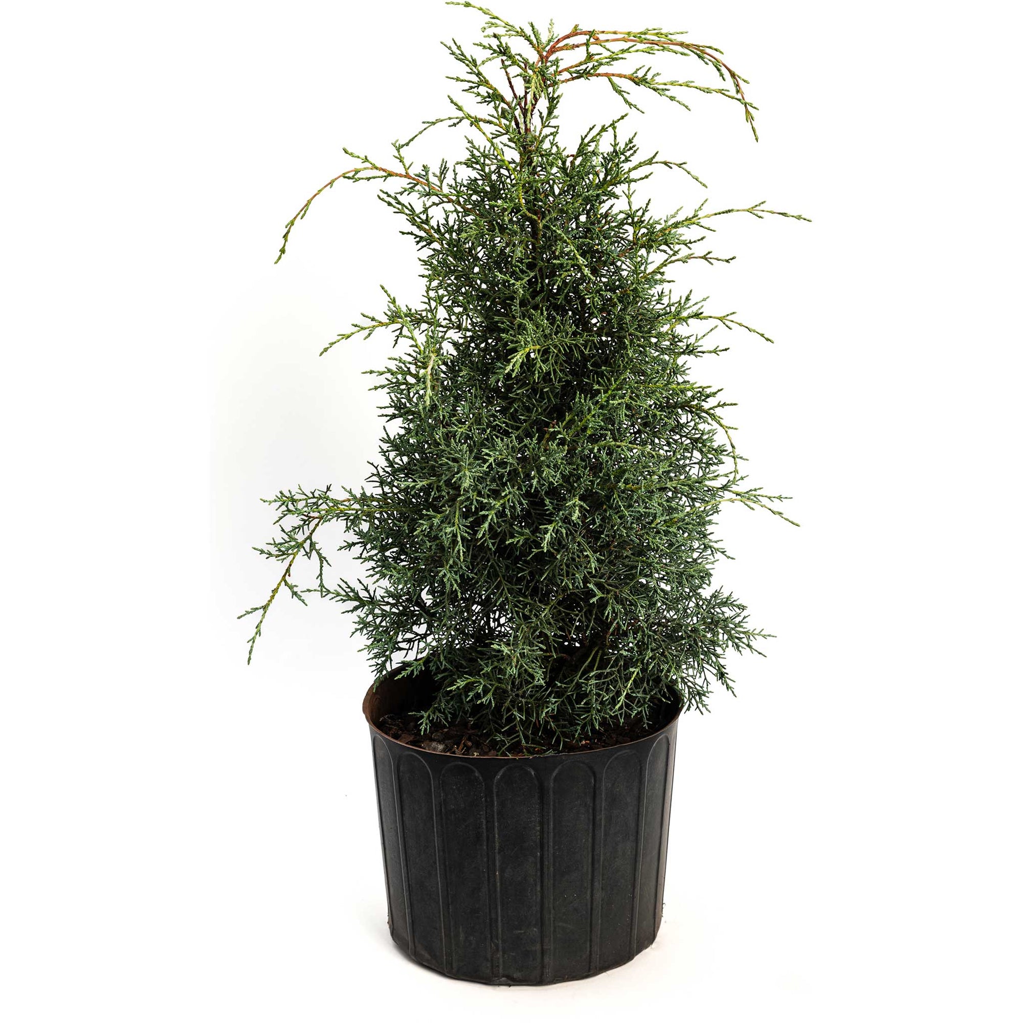 Arizona Cypress - Carolina Sapphire