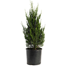 Spartan Juniper
