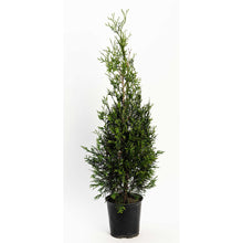 American Pillar Thuja