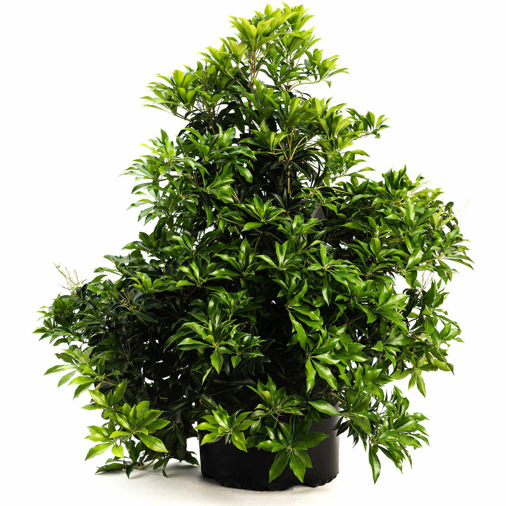 Enchanted Forest® River Run™ Pieris