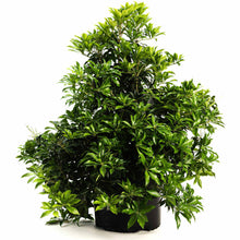 Enchanted Forest® River Run™ Pieris