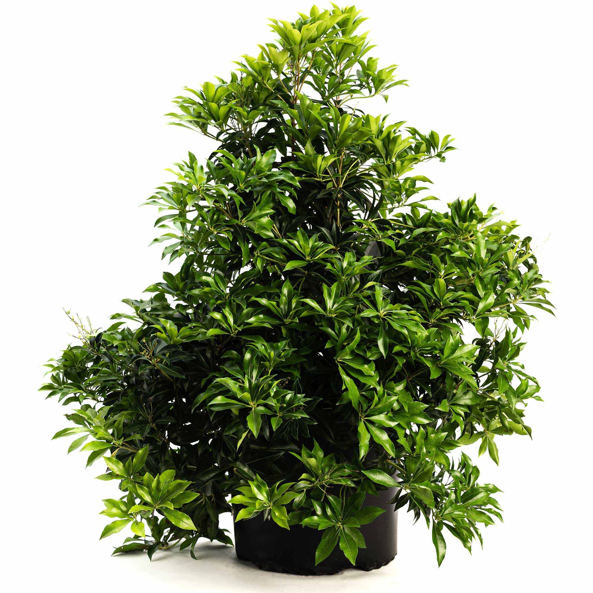 Enchanted Forest® River Run™ Pieris