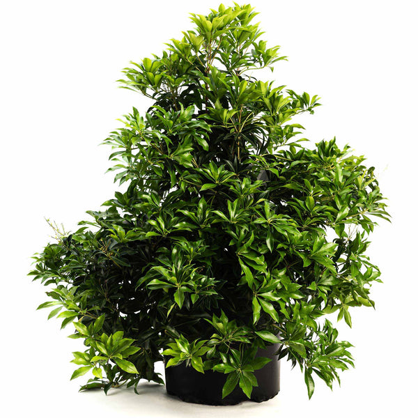 Enchanted Forest® River Run™ Pieris