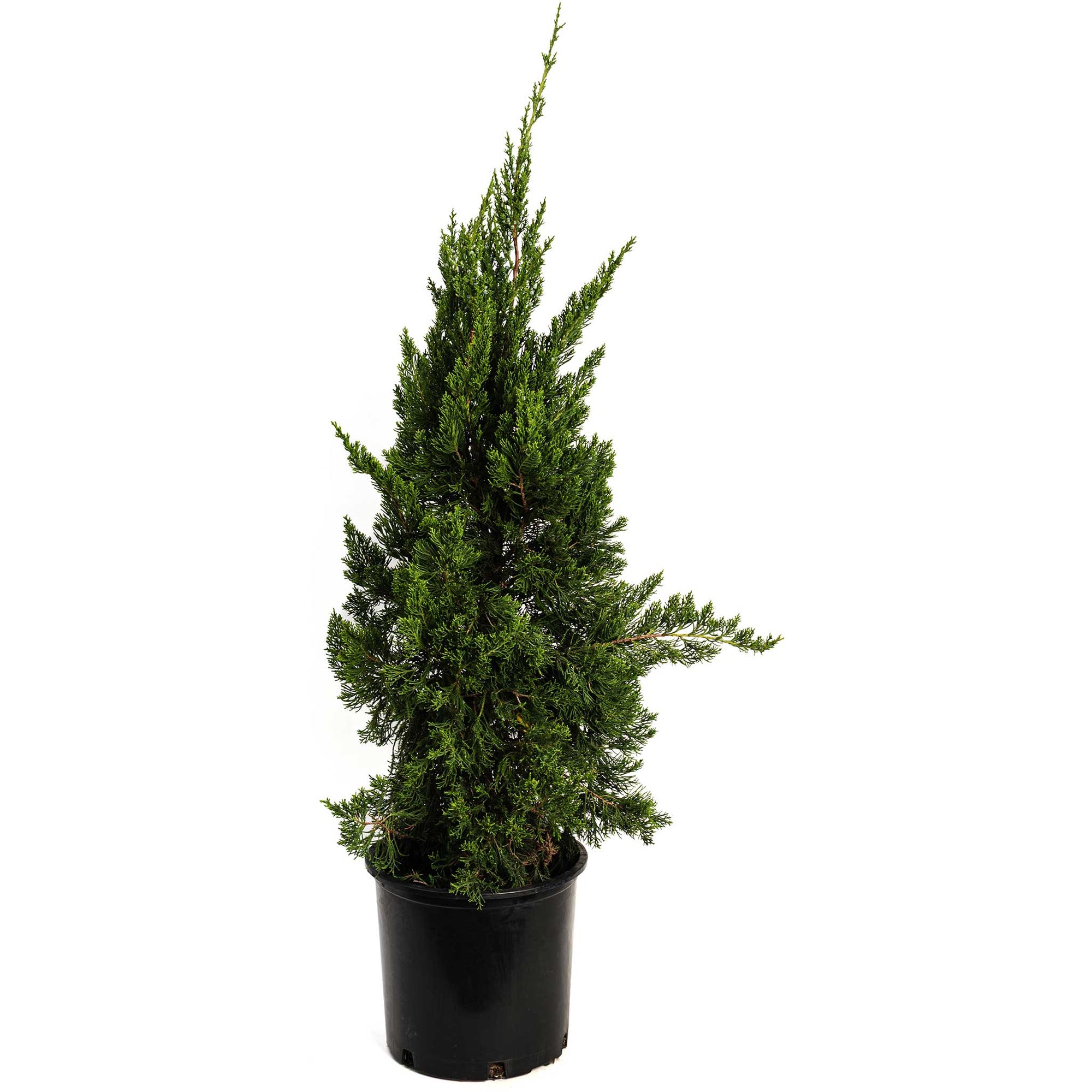 Hollywood Juniper Tree