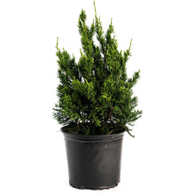 Hollywood Juniper Tree