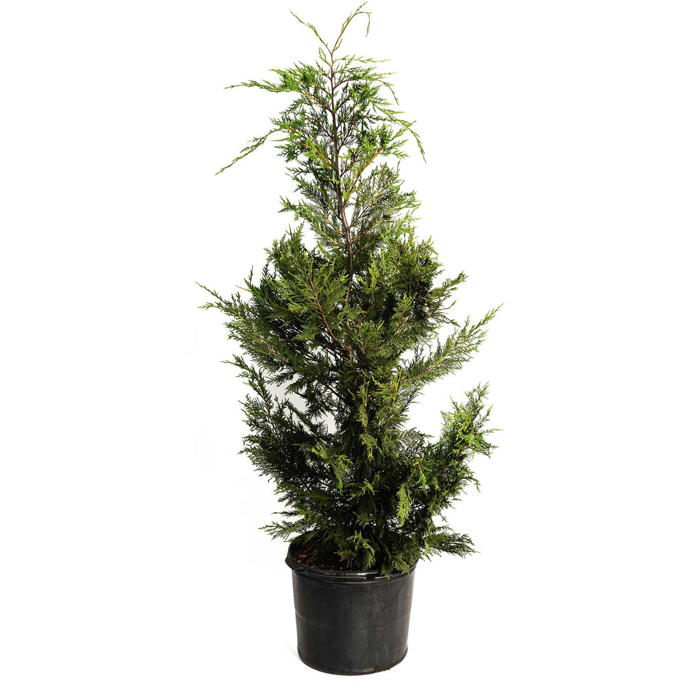 Leyland Cypress Tree