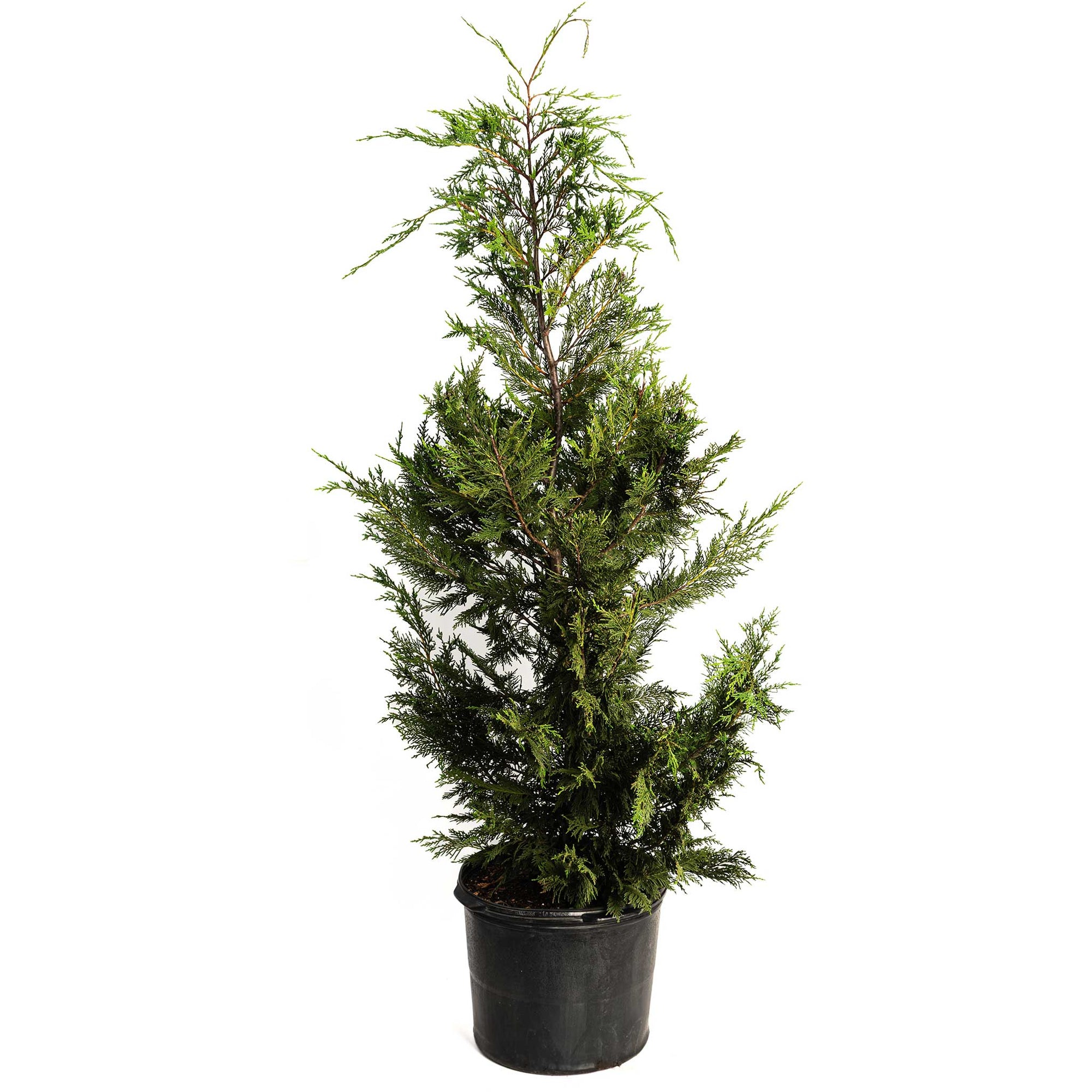 Leyland Cypress Tree