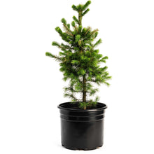 Norway Spruce