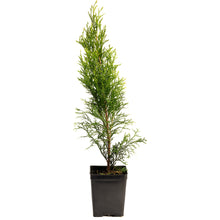 Emerald Green Arborvitae