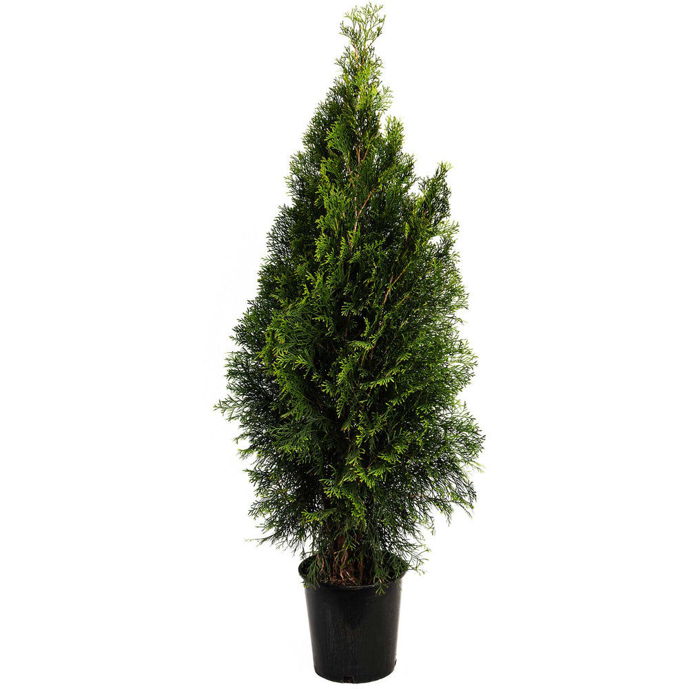 Emerald Green Arborvitae