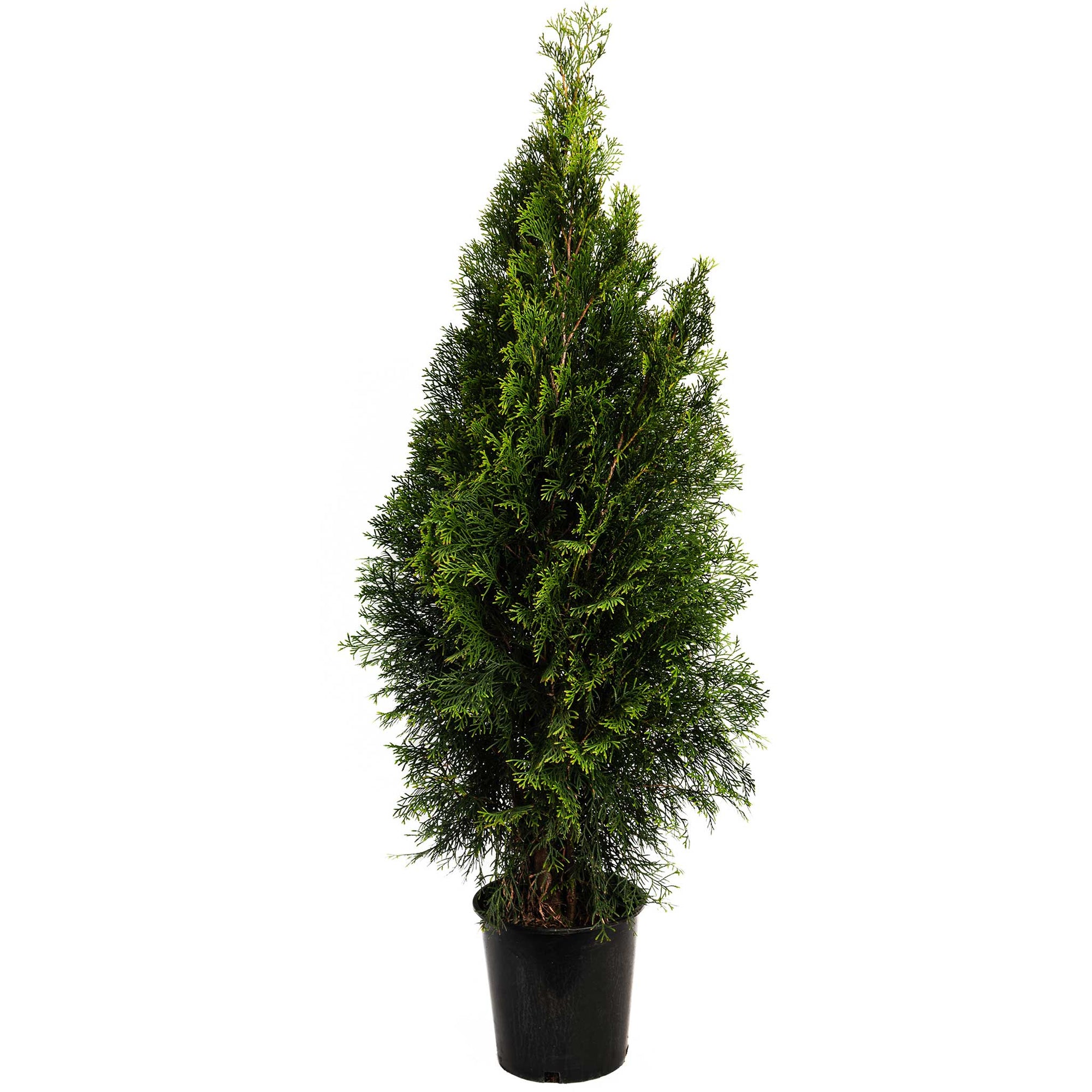 Emerald Green Arborvitae
