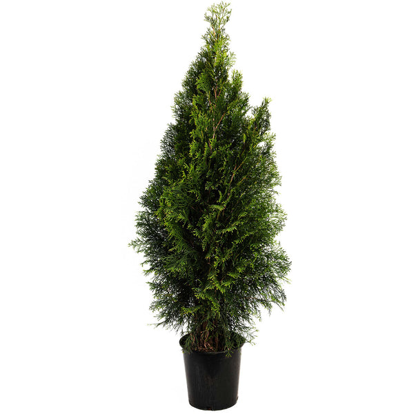 Emerald Green Arborvitae