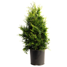 Thuja Green Giant