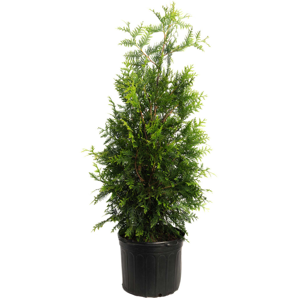 Thuja Green Giant