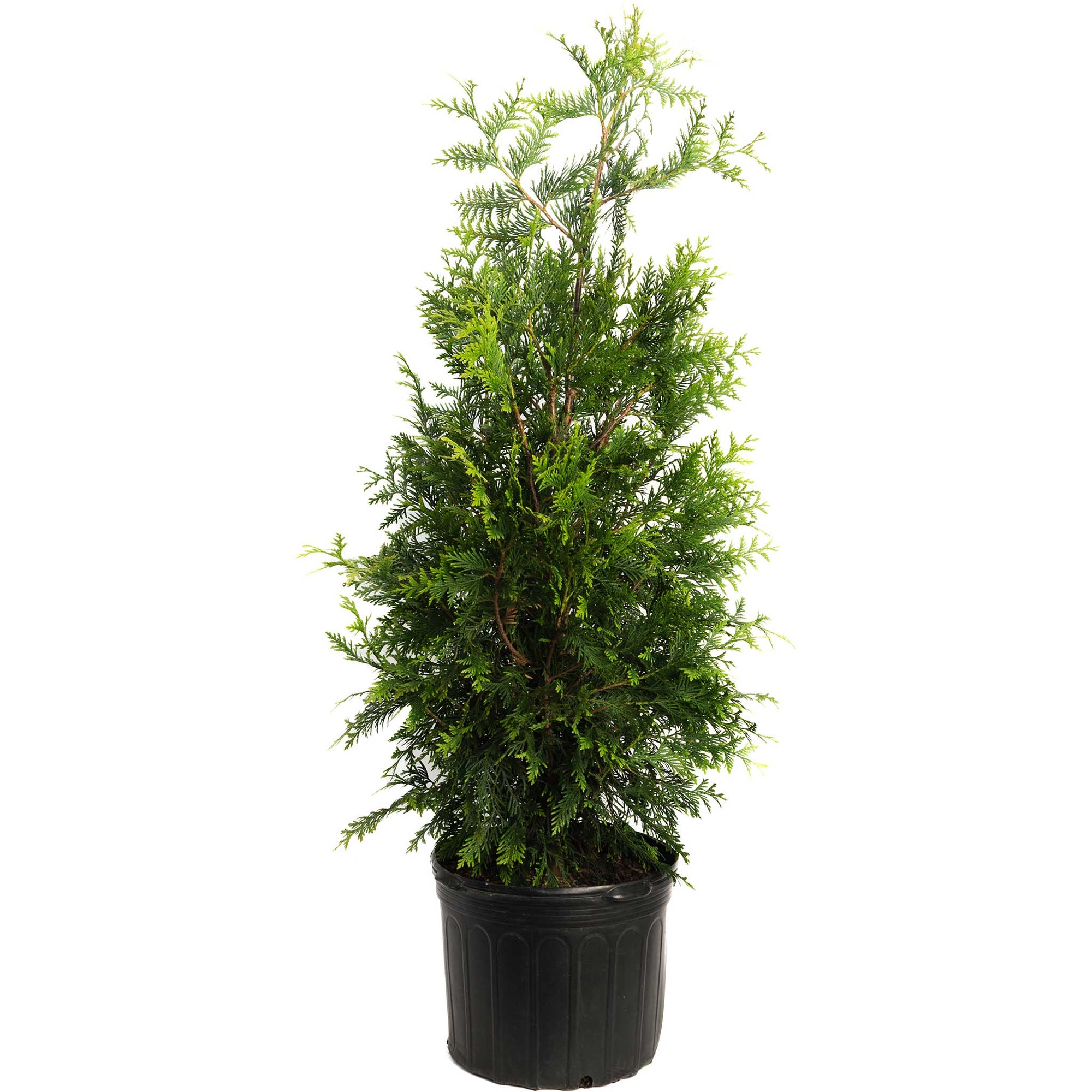 Thuja Green Giant