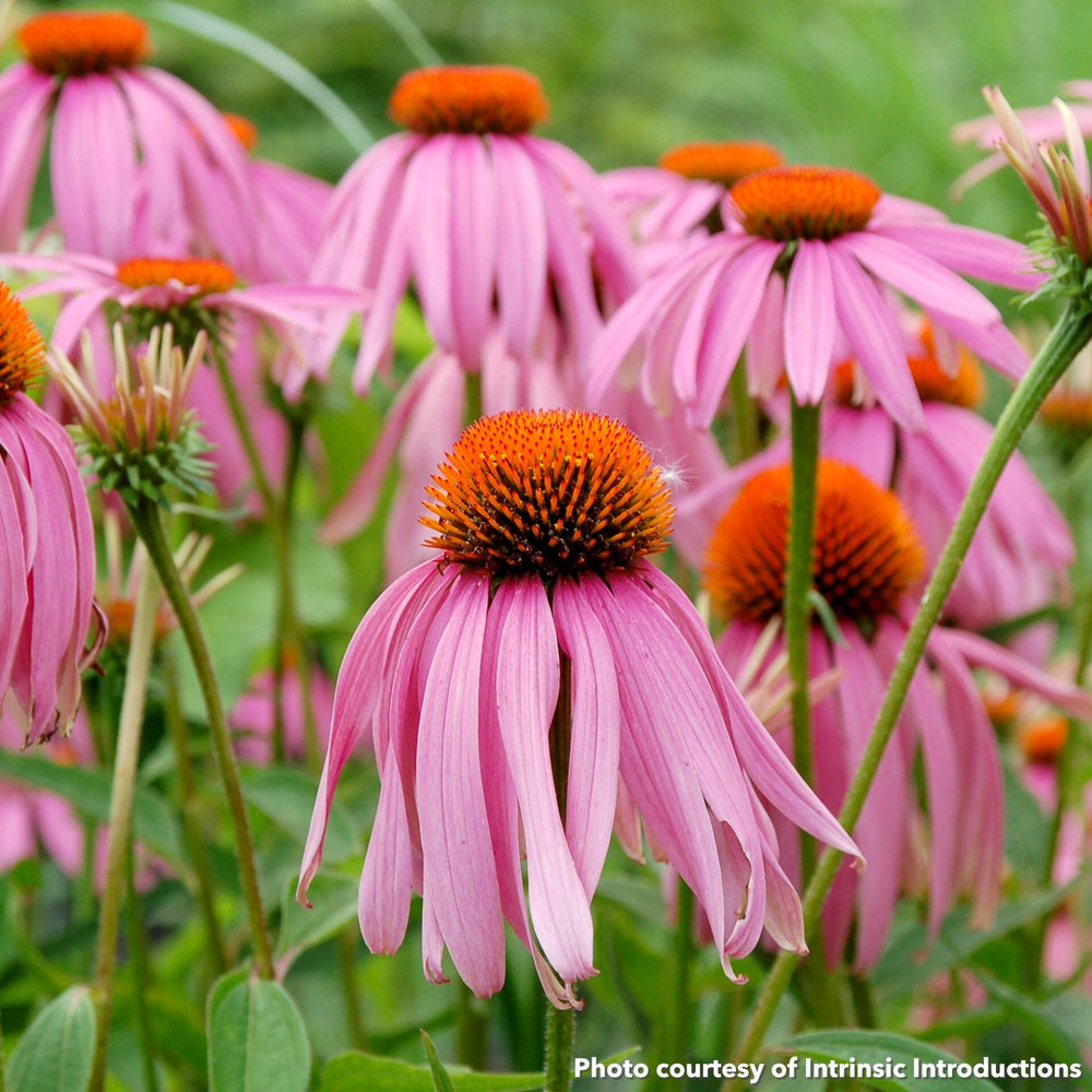 Echinacea purpurea Showoff 1G