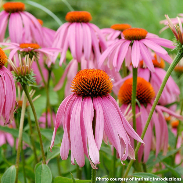 Echinacea purpurea Showoff 1G