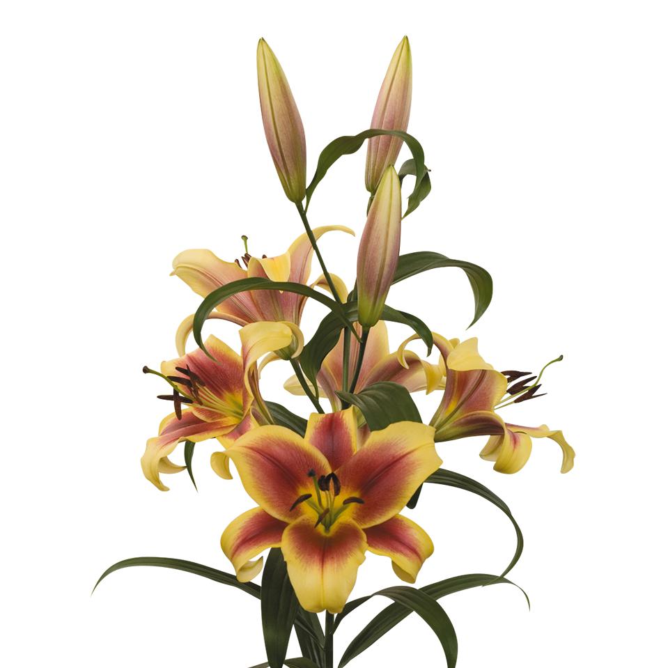 Lilium - Orienpet Lily Flavia