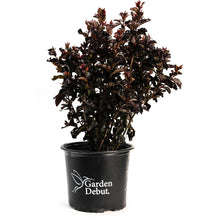 Thunderstruck™ Rumblin' Red™ Crapemyrtle