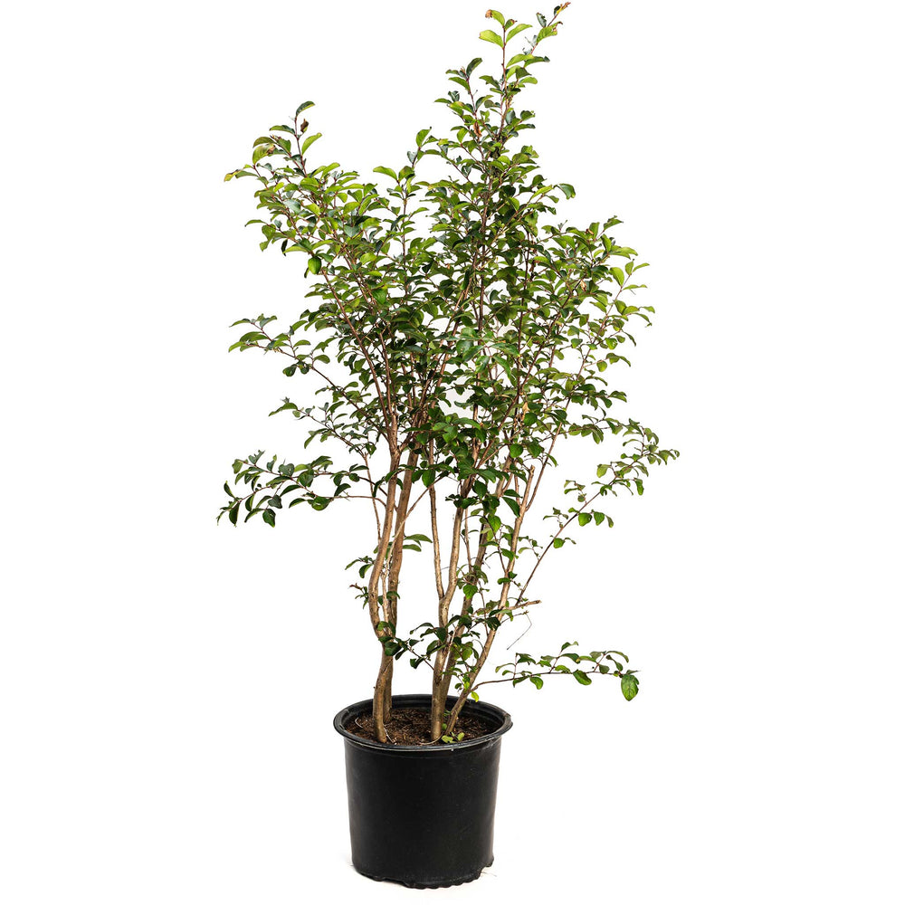Tuscarora Crapemyrtle