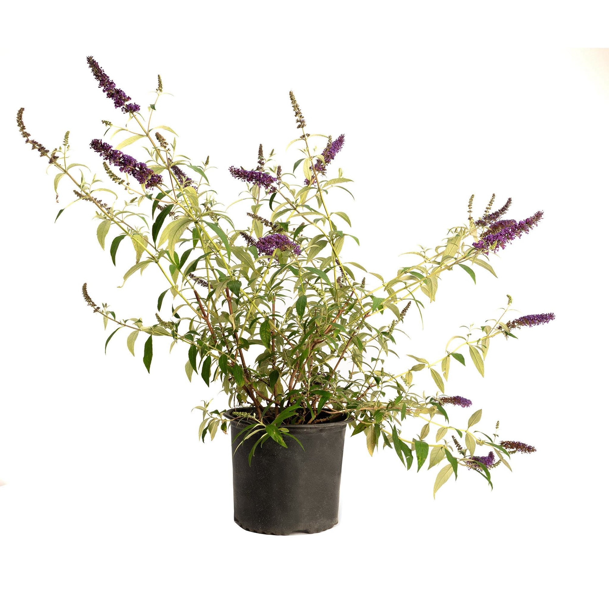Black Knight Butterfly Bush