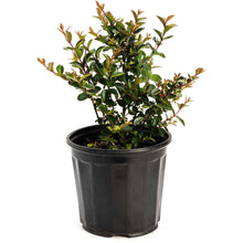 Bellini® Grape Crape Myrtle