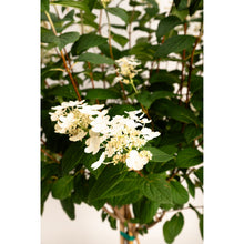 Quick Fire® Hydrangea Tree
