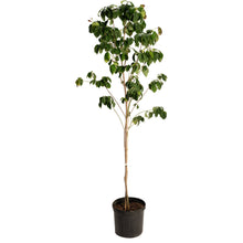 Cherokee Brave Pink Dogwood