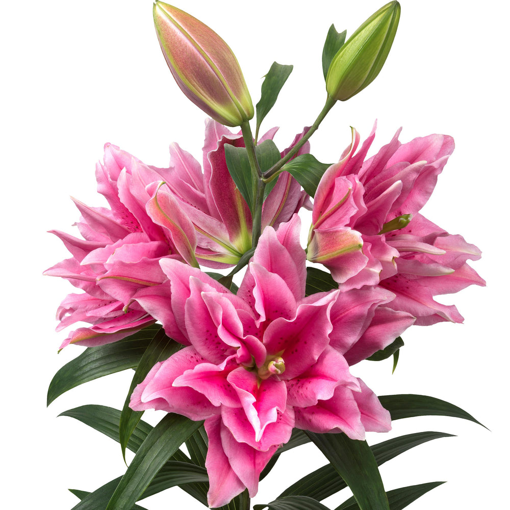 Lilium - Oriental Roselily Ciara