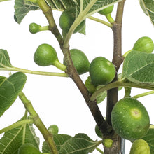 Fignominal Fig